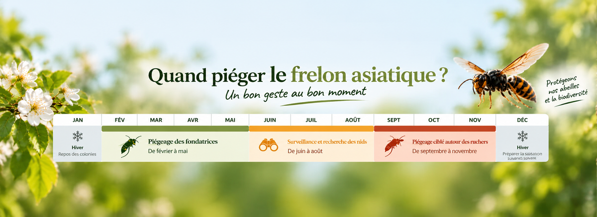 Piéger les Frelons Asiatiques : Oui, mais Pas N’importe Comment !